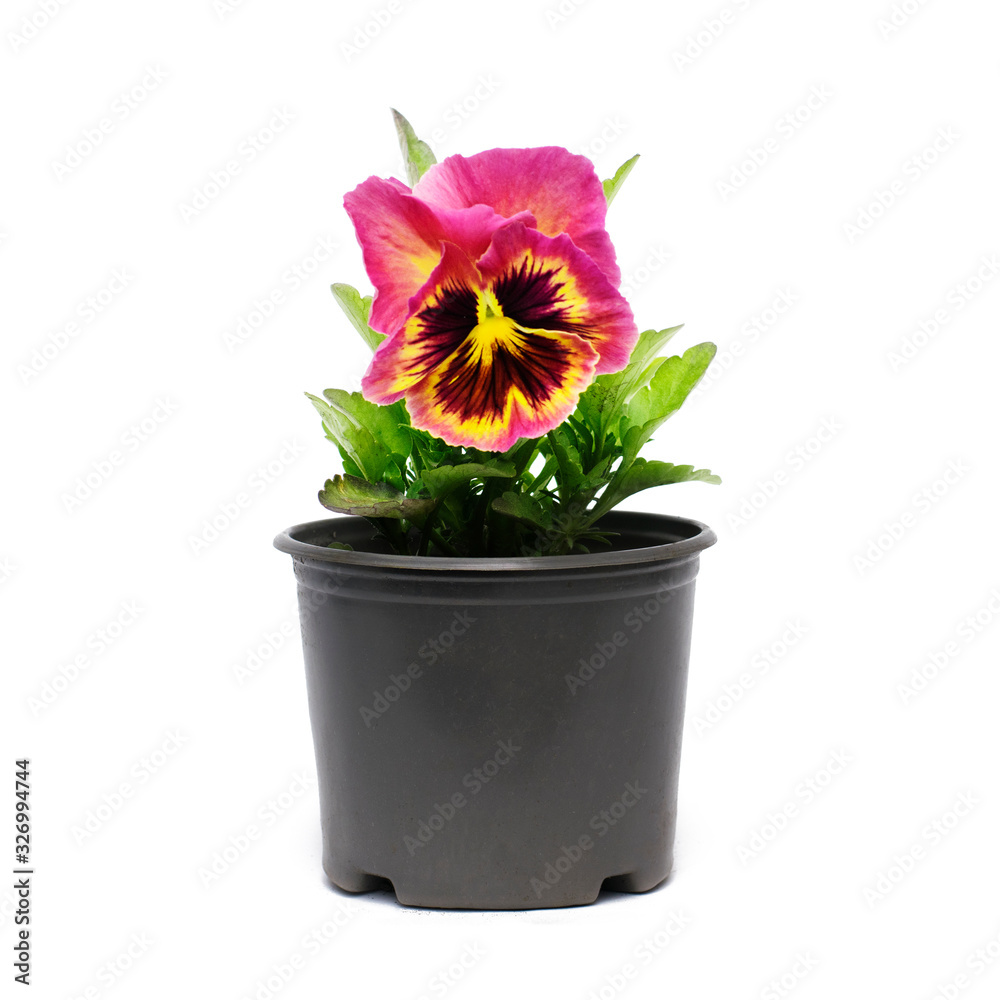 Pansy flowers in a garden pot for spring planting. Isolated on a white background..Seedlings