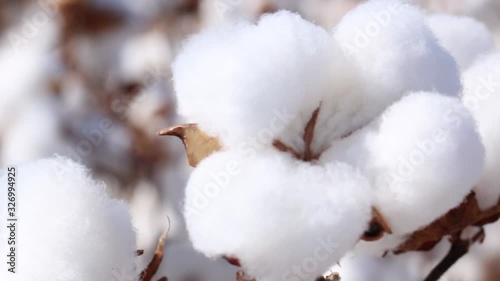 Agriculture, cotton in detail, macro cotton boll, cotton field with blue sky, Brazilian agribusiness photo