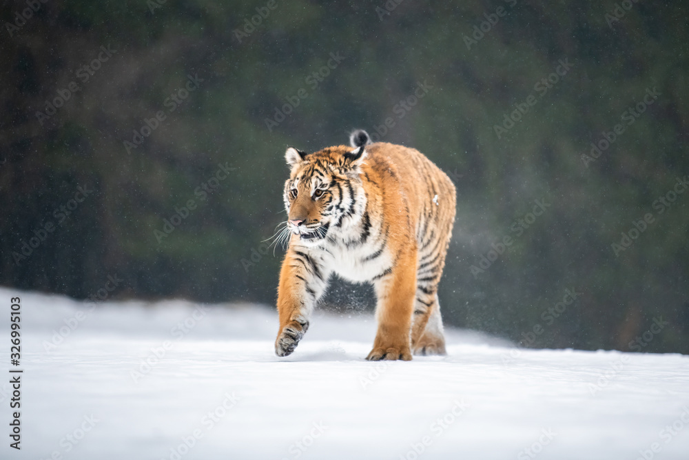 Obraz premium Siberian Tiger running in snow. Beautiful, dynamic and powerful photo of this majestic animal. Set in environment typical for this amazing animal. Birches and meadows
