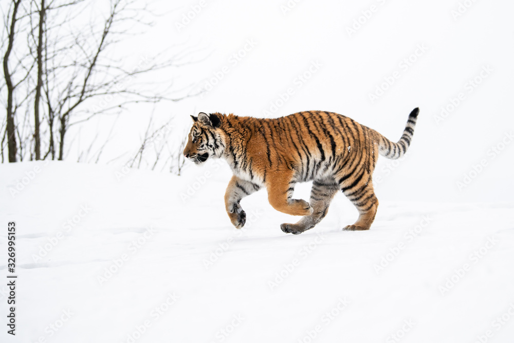 Obraz premium Siberian Tiger running in snow. Beautiful, dynamic and powerful photo of this majestic animal. Set in environment typical for this amazing animal. Birches and meadows