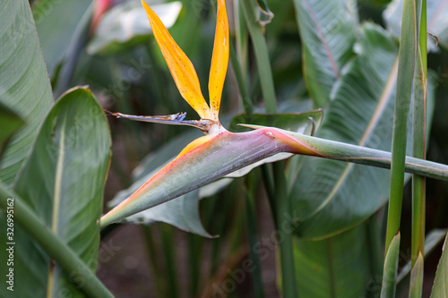 A typical Strelitzia Reginae flower of the Azores and Madeira flower close-up (bird of Paradise flower)