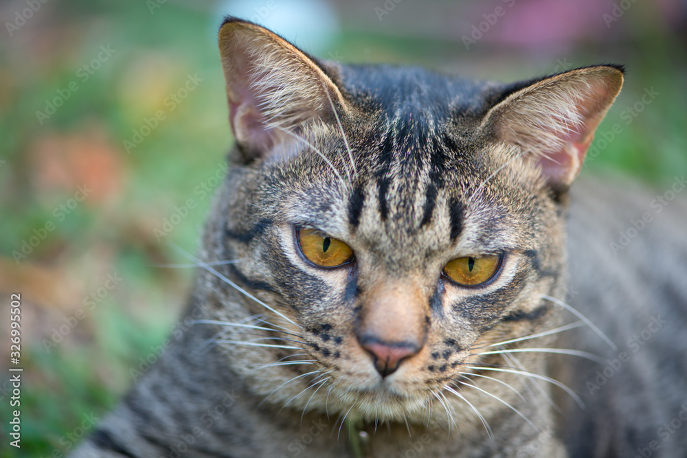 Short hair of brown eye cat in garden