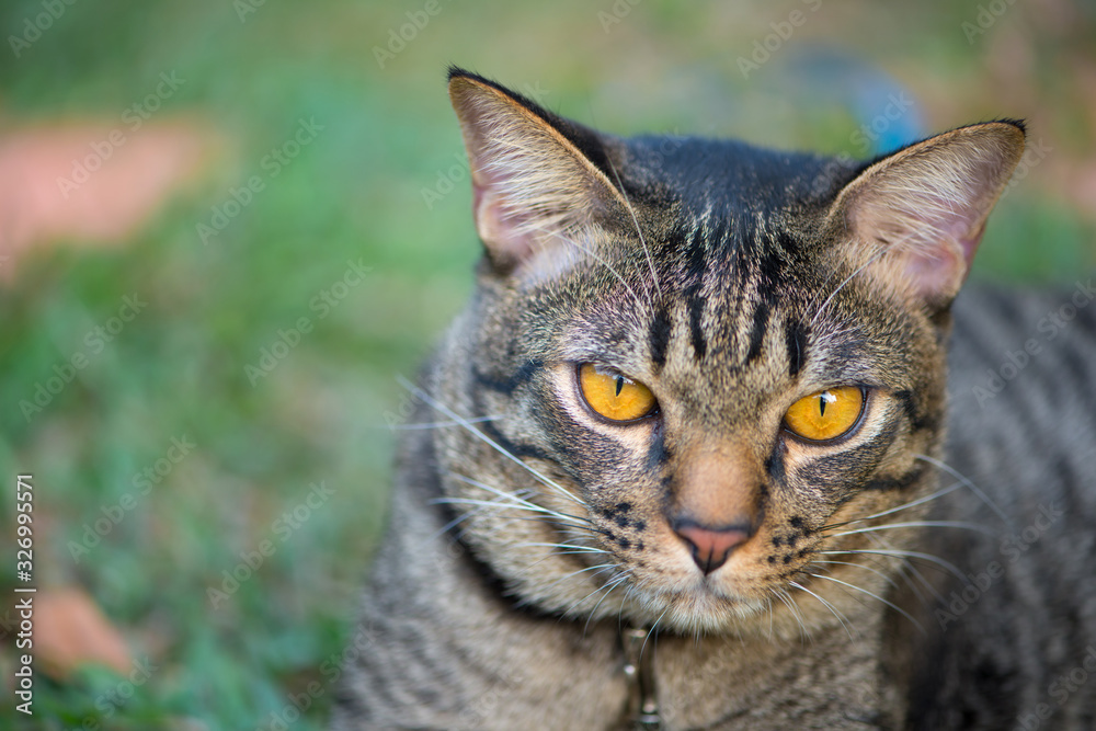 Short hair of brown eye cat in garden