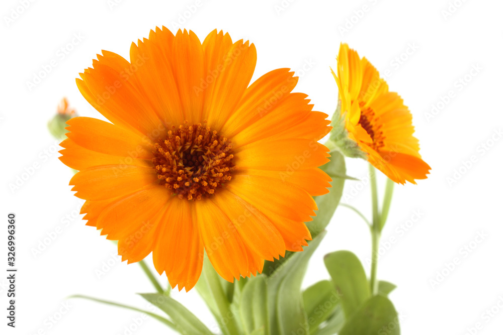 Growing calendula isolated on white Growing calendula isolated on white