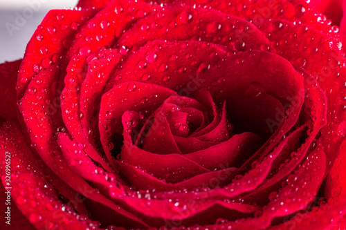 Close-up of red rose with water drops.