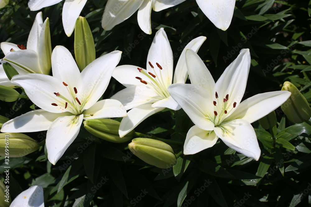 Fototapeta premium Growing white lilies