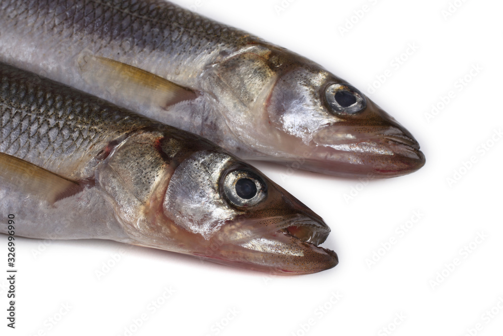 Smelt fish isolated on white. (Big Pacific smelt - Osmerus mordax) Smelt fish isolated on white. (Big Pacific smelt - Osmerus mordax)