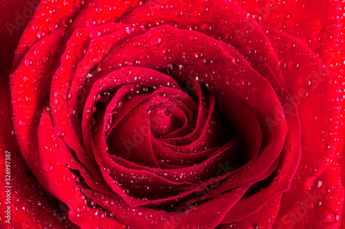 A close up macro shot of a red rose with water drops