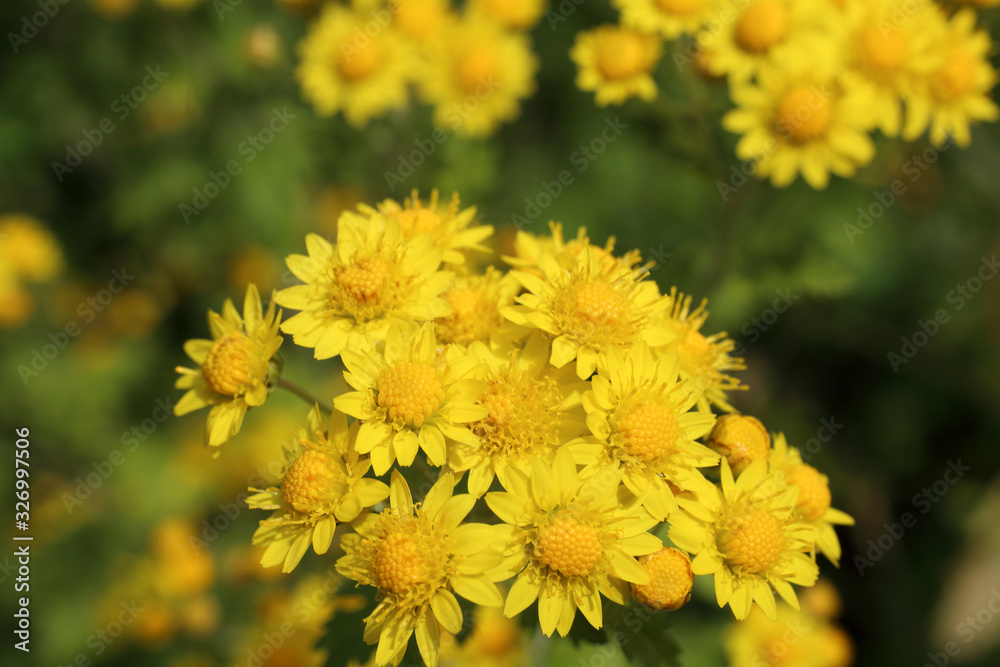 Yellow chrysanthemums background Yellow chrysanthemums background
