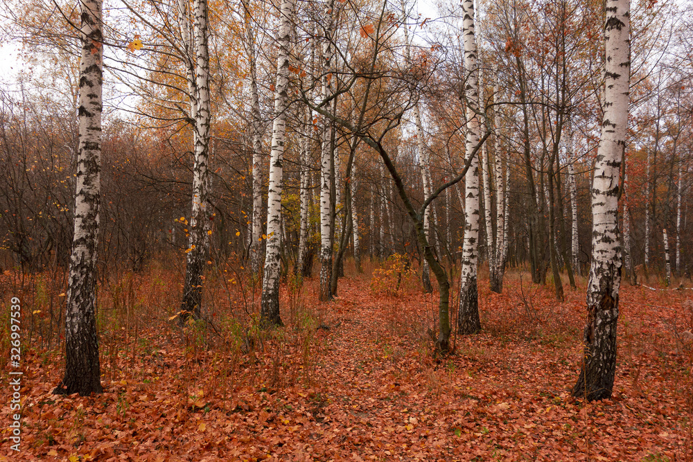 Birch trees in autumn season. Red and yellow colors forest landscape. Peaceful nature background in day time
