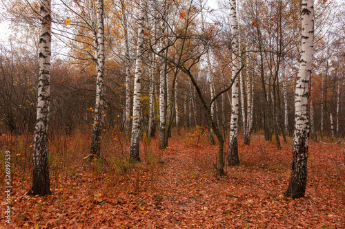 Birch trees in autumn season. Red and yellow colors forest landscape. Peaceful nature background in day time