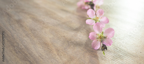 Pink spring petal of apricot tree; wooden background