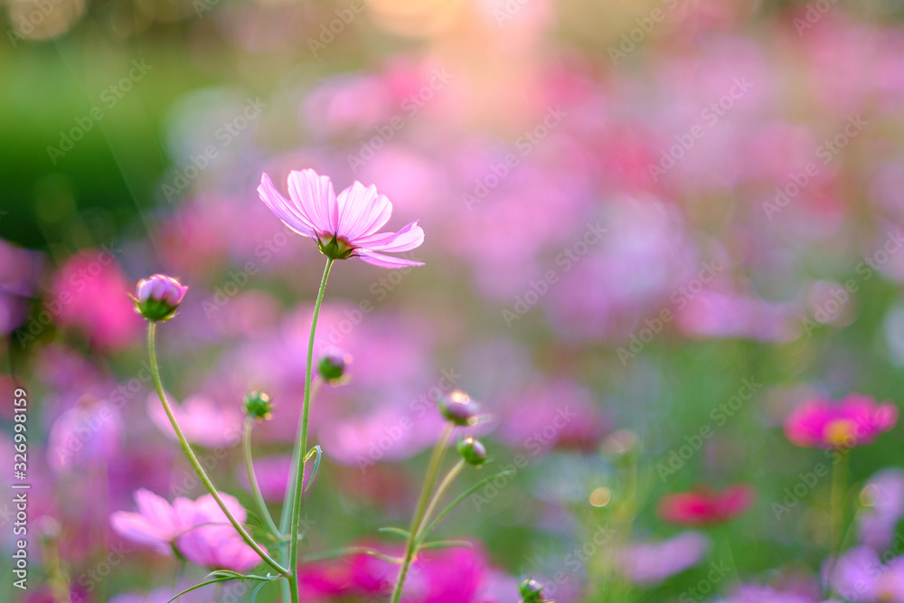 Cosmos flowers bloom in the rainy season in the garden. Cosmos flowers bloom in the rainy season in the garden.