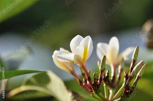Colorful flowers.Group of flower.group of yellow white and pink flowers (Frangipani, Plumeria) White and yellow frangipani flowers with leaves in background.