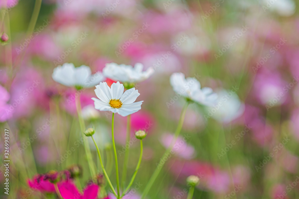 Cosmos flowers bloom in the rainy season in the garden. Cosmos flowers bloom in the rainy season in the garden.