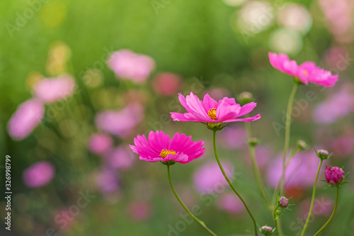 Cosmos flowers bloom in the rainy season in the garden.