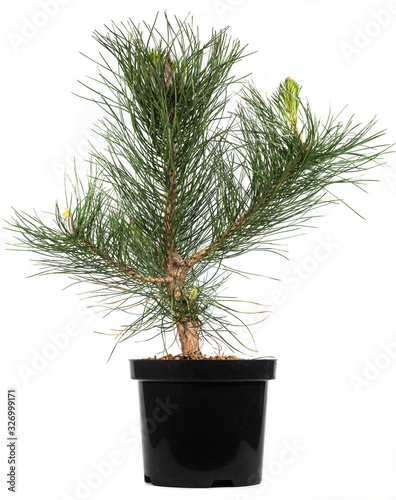Decorative pine with long needles in a brown pot. Pinus. White isolated.