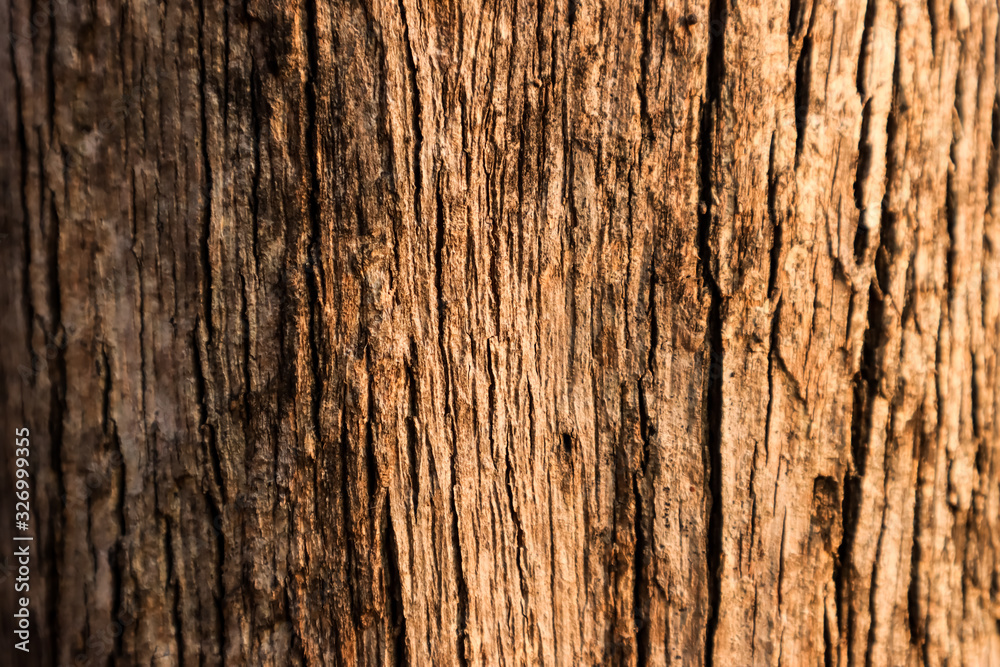 Natural bark texture background material. For Design. Old Wood Tree Background Pattern. dry tree bark close up. Natural bark texture background material. For Design. Old Wood Tree Background Pattern. dry tree bark close up.