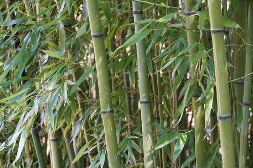 Bamboo trees as background in detail of trunks an a couple of leaves