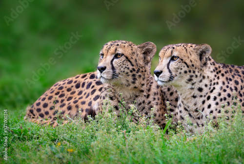 Portrait of a pair of cheetahs lying in the grass