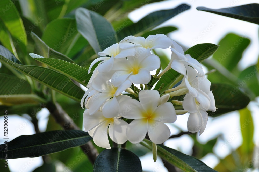 Obraz premium Colorful flowers.Group of flower.group of yellow white and pink flowers (Frangipani, Plumeria) White and yellow frangipani flowers with leaves in background.