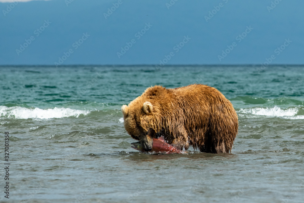 Ruling the landscape, brown bears of Kamchatka (Ursus arctos beringianus) Ruling the landscape, brown bears of Kamchatka (Ursus arctos beringianus)