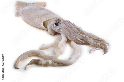 Squid isolated on white