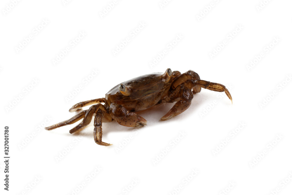 Little crab isolated on white