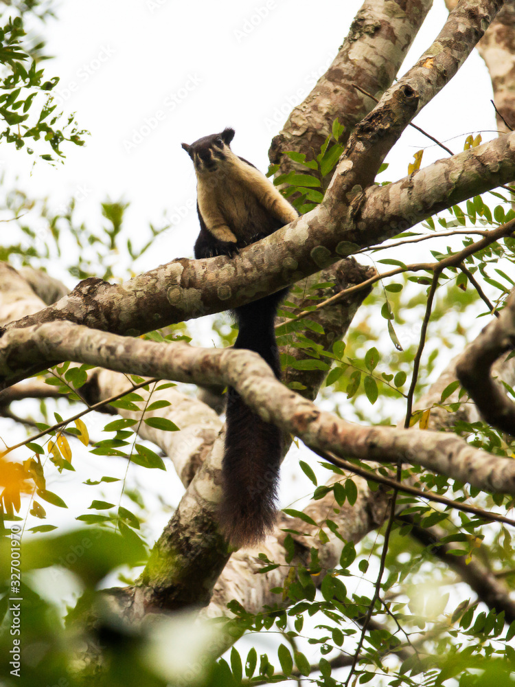 Fototapeta premium Malayan Giant Squirrel