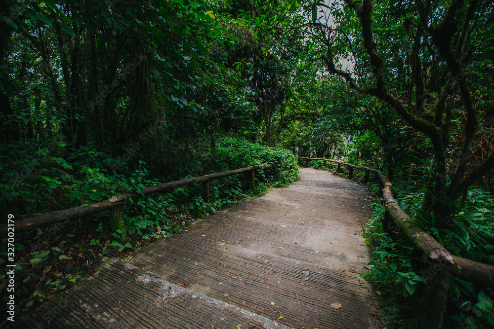 Fototapeta premium amazon, asia, bamboo, beautiful, creek, environment, evening, fantasy, fog, foliage, forest, forest trees, green, ground, jungle, landscape, leaf, meditation, mist, moss, myanmar, natural, nature, nat