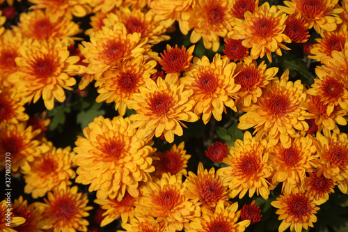 Bicolor yellow-orange chrysanthemums