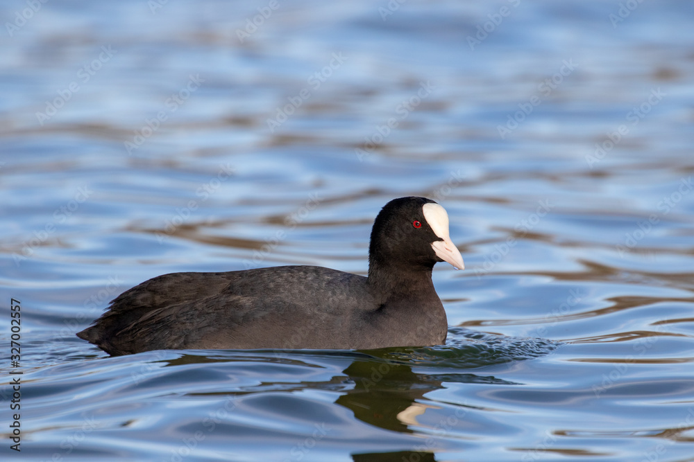 Water coot