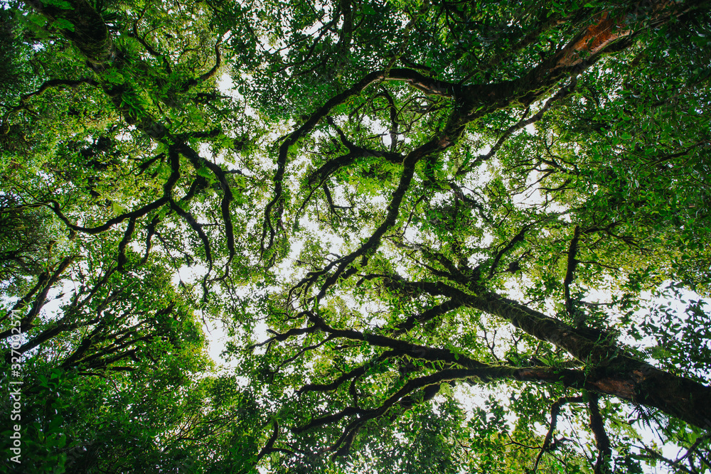 Fototapeta premium Tropical foliage in a jungle from Thailand. 
