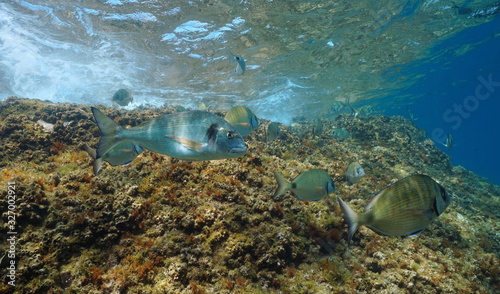 Mediterranean sea fish underwater, a gilt-head bream with several sargo seabream near water surface, France