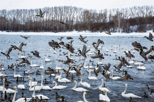 Wild swans and ducks winter on the lake. Flock of ducks takes off. Lake Svetloye, Altai territory, Russia