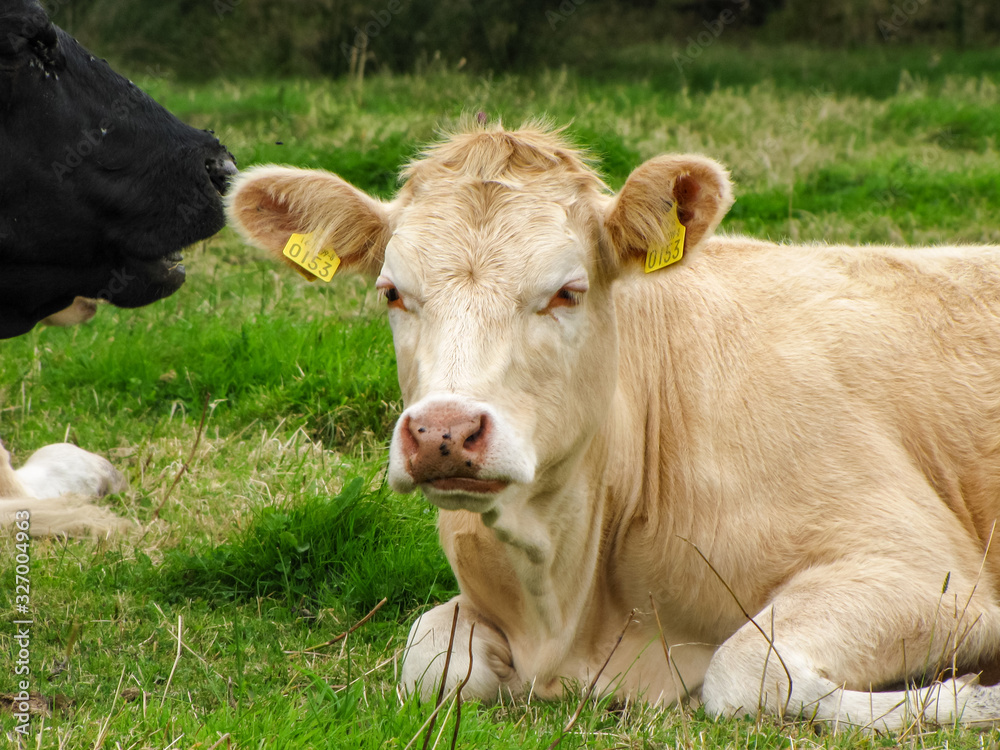 Light Brown Cow Lying in a Pasture, Yellow Ear Tags Light Brown Cow Lying in a Pasture, Yellow Ear Tags