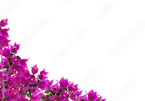Floral mockup. Beautiful bougainvillia flowers isolated on white background. Space for your text. Top view. Flat lay. photo