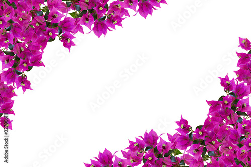 Floral mockup. Beautiful bougainvillia flowers isolated on white background. Space for your text. Top view. Flat lay.