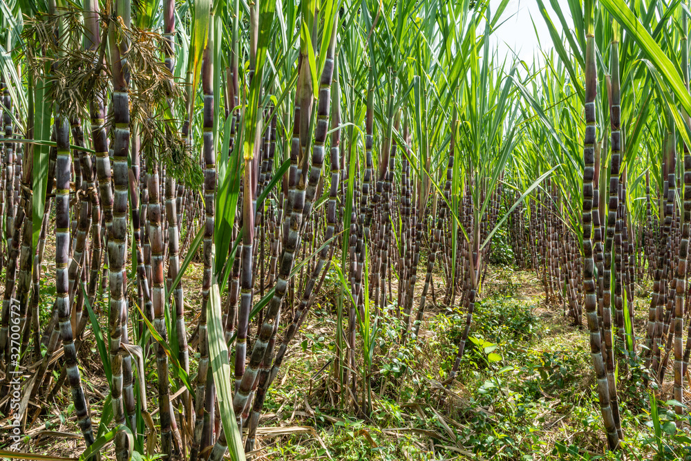 Fototapeta premium Sugarcane