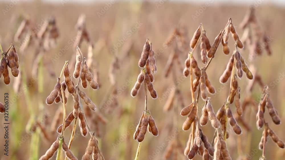 Agriculture, beautiful image of soy in the field before harvesting the smooth side movement with swaying of the wind, detail in the soybean pods, ripe soybeans for harvest.