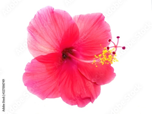 Red Chinese rose flower isolated on white background.  Red hibiscus flower.