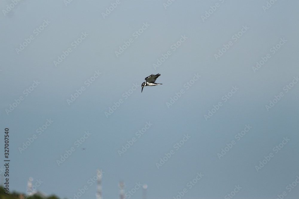 A pied Kingfisher in Tanzania