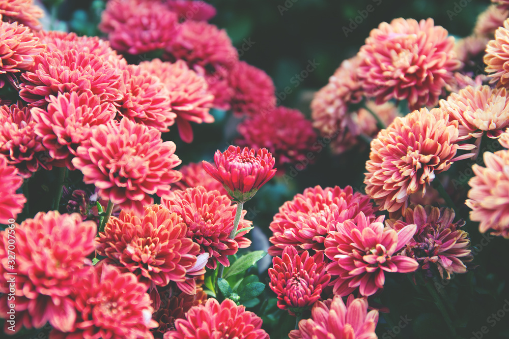 Chrysanthemum flowers  as a beautiful autumn background. Fall theme concept backdrop