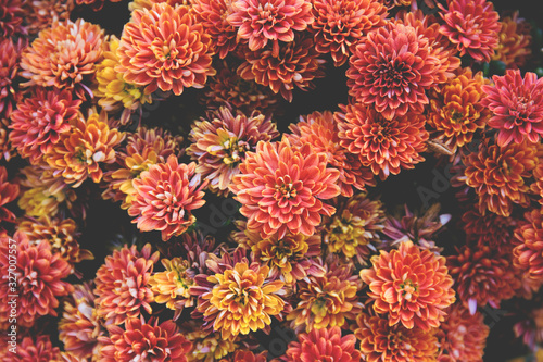 Chrysanthemum flowers as a beautiful autumn background. Fall theme concept backdrop