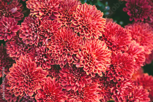 Chrysanthemum flowers  as a beautiful autumn background. Fall theme concept backdrop
