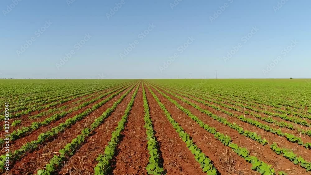 Agriculture, aerial flight over the field of green soy plants, small soy in rows. Agriculture, aerial flight over the field of green soy plants, small soy in rows.