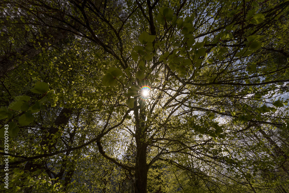 Wald im Sommer Wald im Sommer