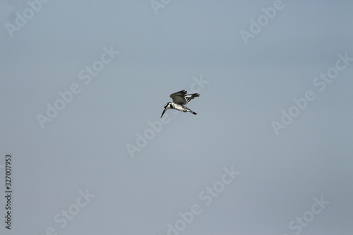 A pied Kingfisher in Tanzania