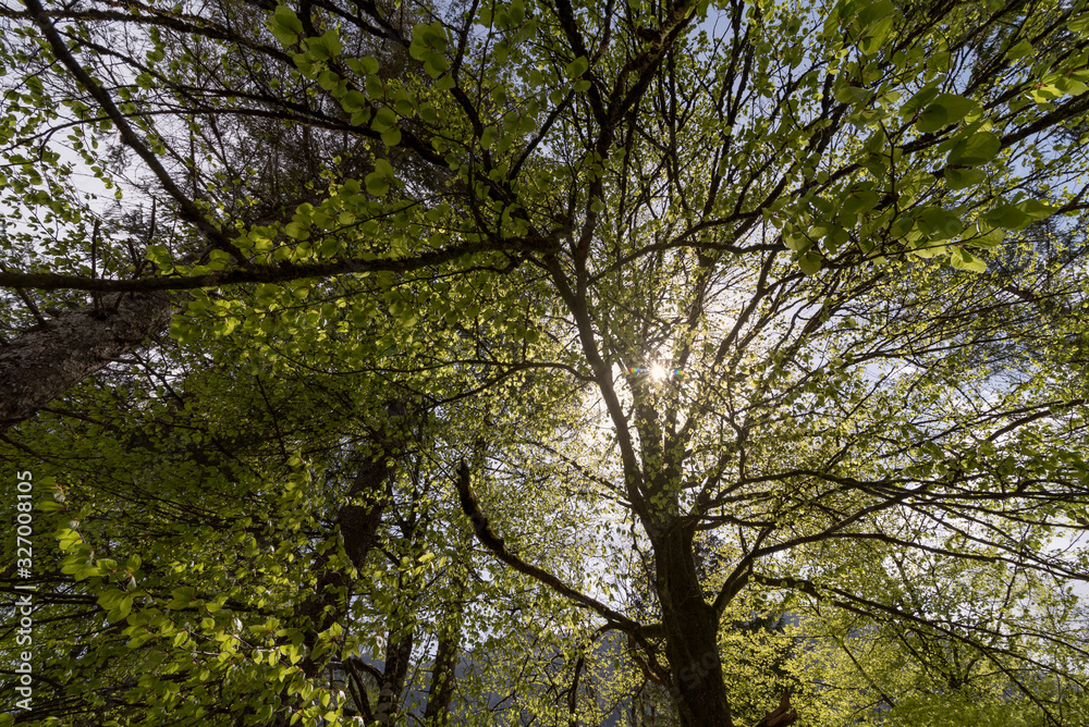 Wald im Sommer