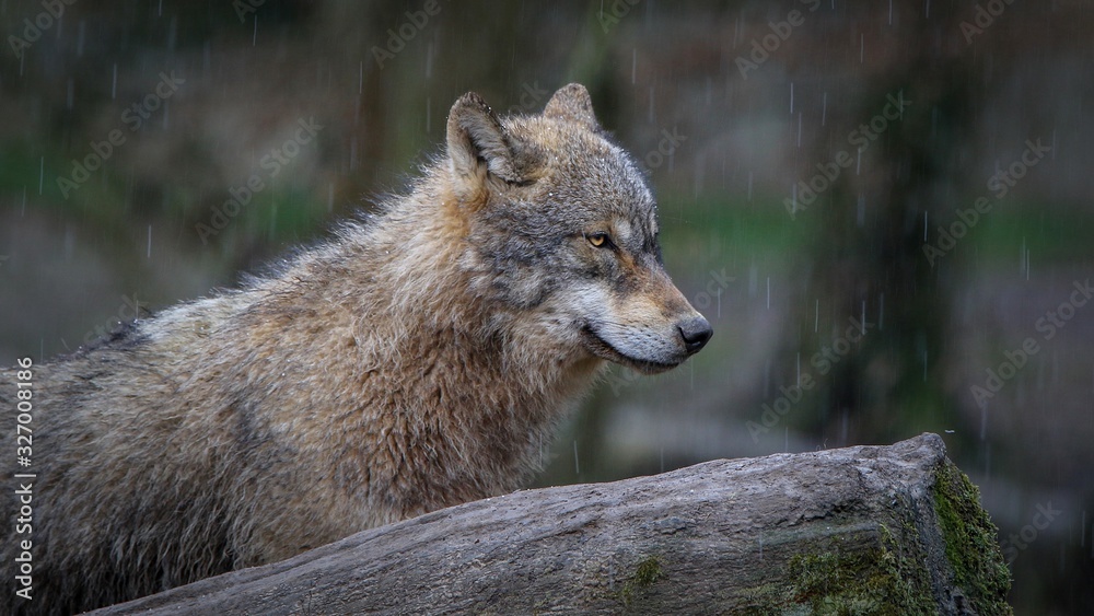 Les loup gris